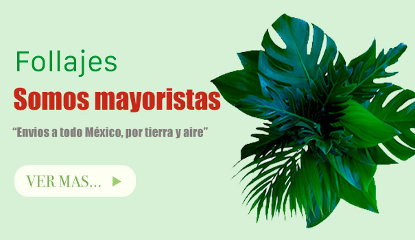 Distribuidora de follajes en Mexico