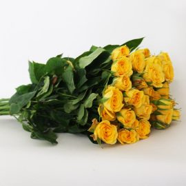 Mini Rosa Amarilla